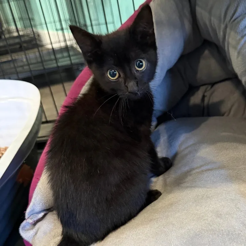 A baby small-sized male Black Domestic Short Hair cat named Edgar for adoption in Marion, VA