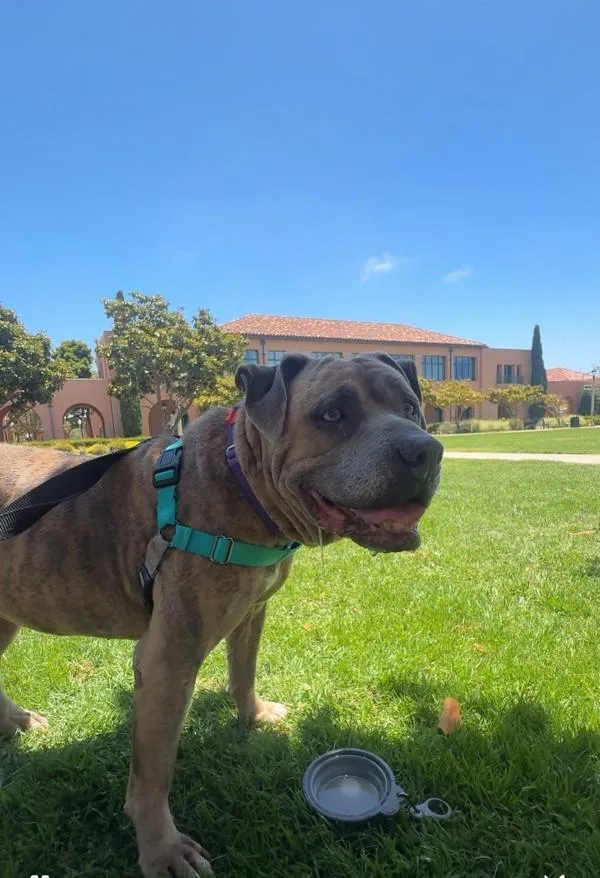 An adult large-sized female Pit Bull Terrier dog named Precious for adoption in San Diego, CA