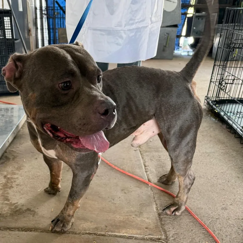 An adult medium-sized male Gray / Blue / Silver Pit Bull Terrier dog named Axl for adoption in Edinburg, TX