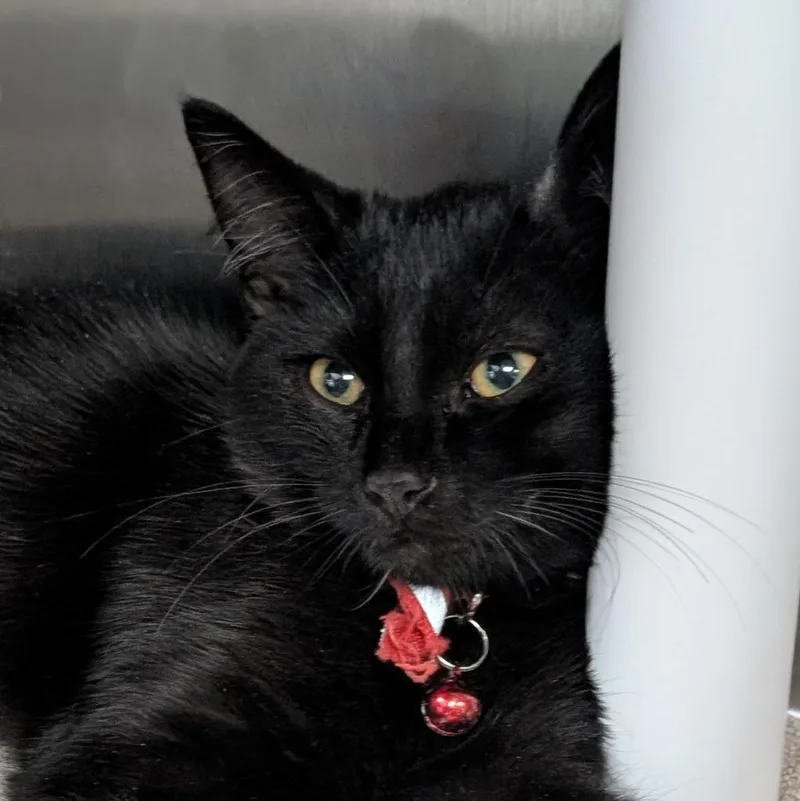 A baby medium-sized male Domestic Short Hair cat named Batty Koda for adoption in Shoreline, WA