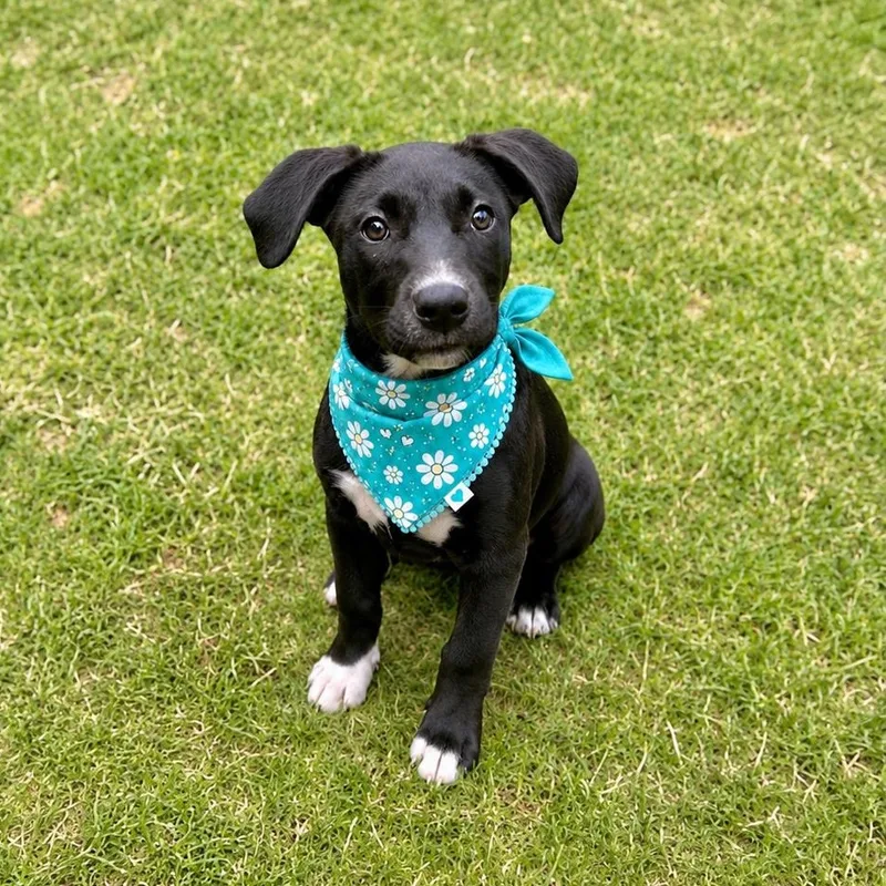 A baby medium-sized female Retriever dog named Annie for adoption in Brierfield, AL