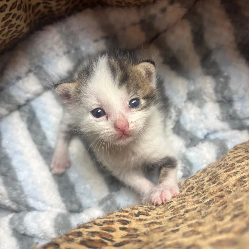 Possum thumbnail 3