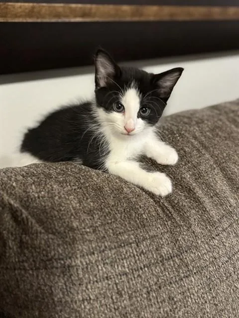A baby small-sized male Domestic Short Hair cat named Tucker T for adoption in Fort Walton Beach, FL