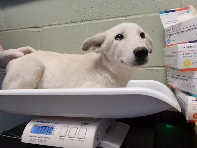 A baby small-sized female Husky dog named Rhianna for adoption in Tulsa, OK