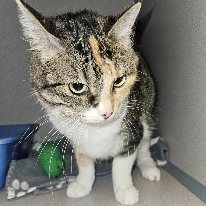 An adult medium-sized female Calico Domestic Short Hair cat named Dottie for adoption in Cedar Rapids, IA