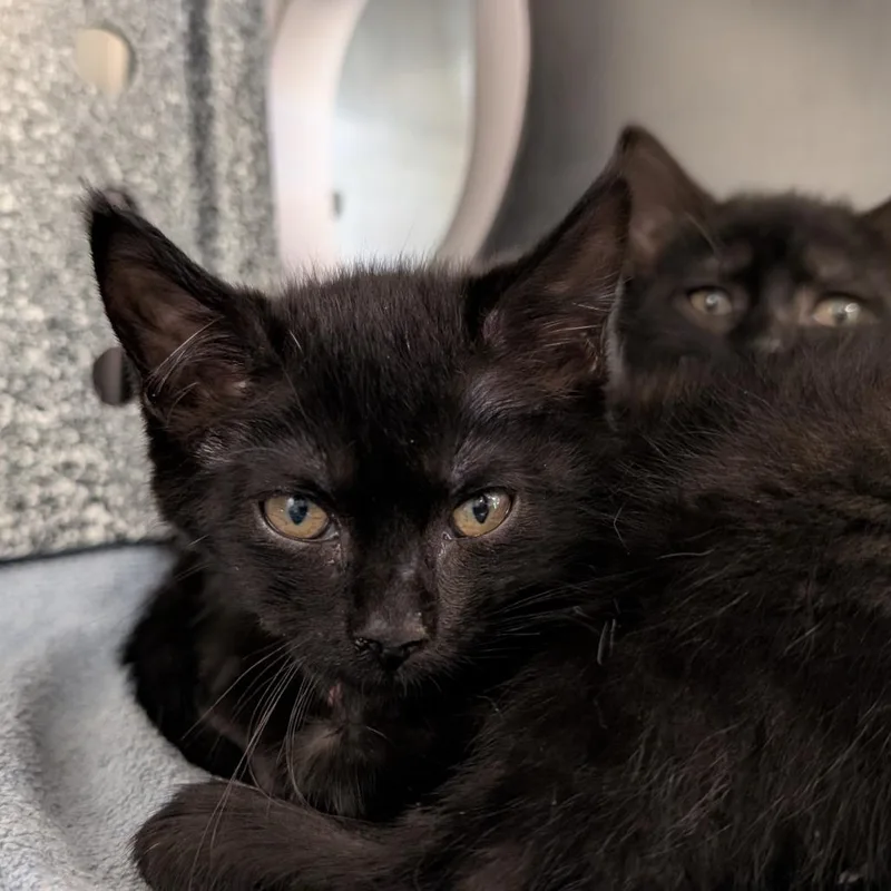 A baby small-sized female Black Domestic Short Hair cat named Sharpie for adoption in Birdsboro, PA