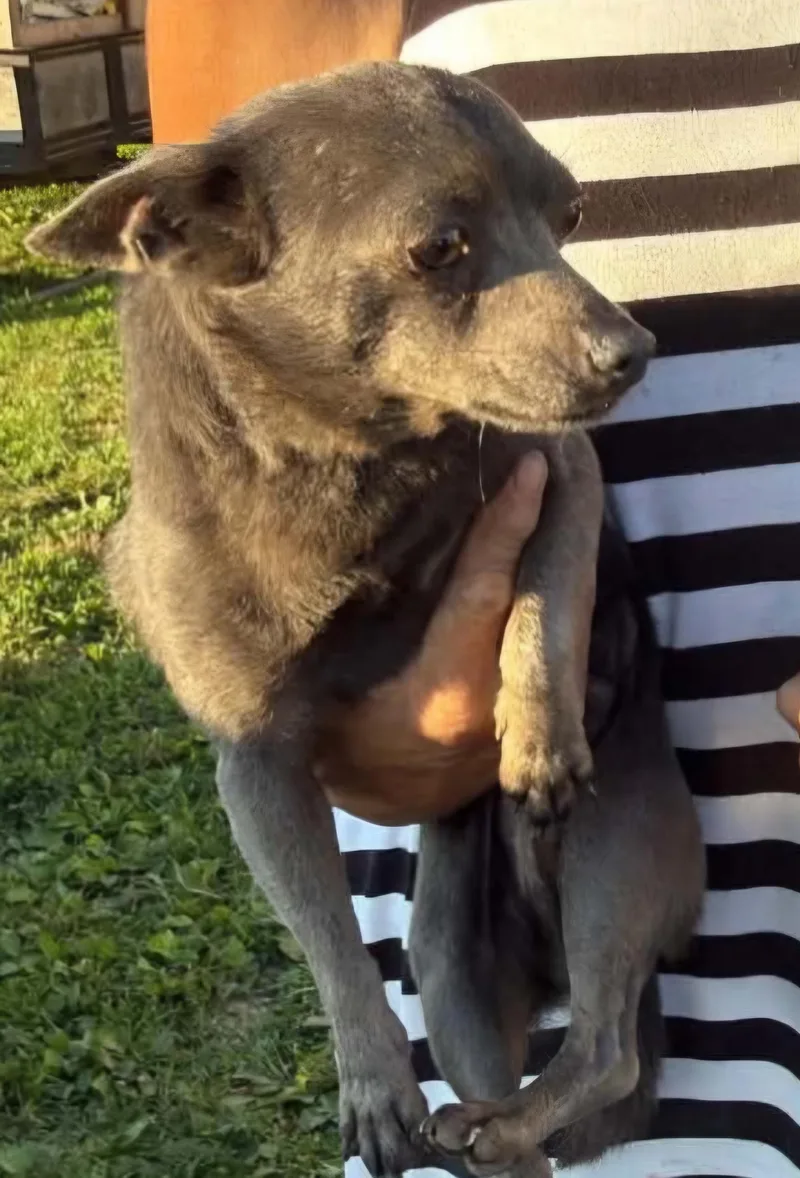 A young small-sized male Gray / Blue / Silver Chihuahua dog named Teddy for adoption in Lexington, KY