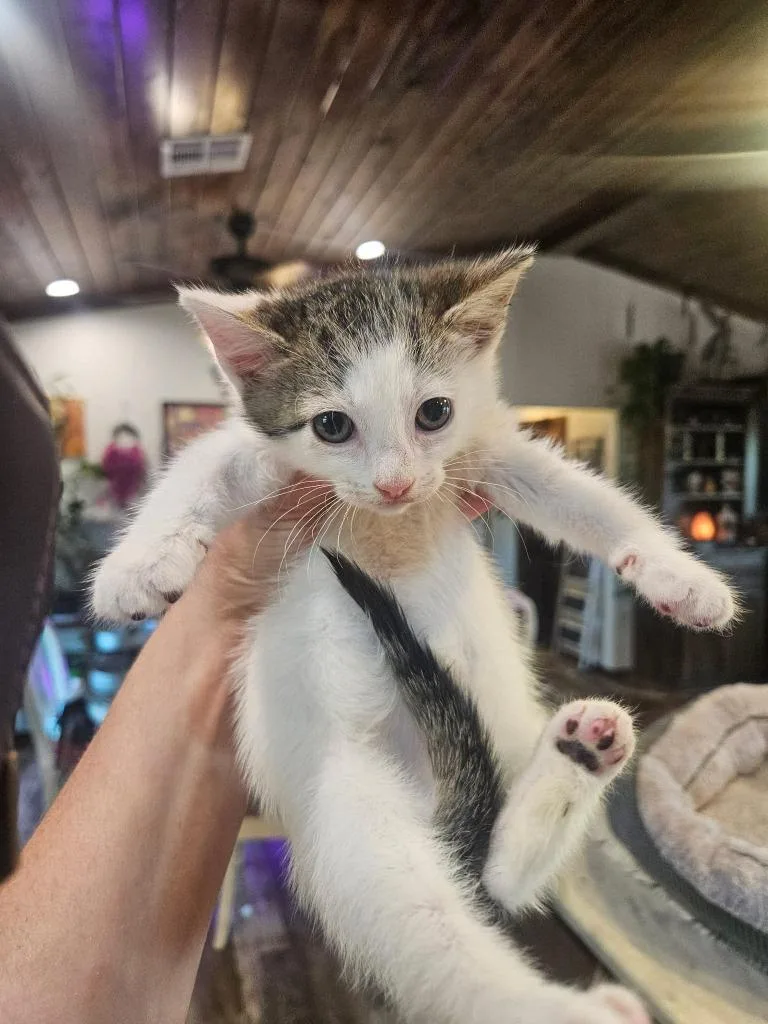 A baby small-sized female Domestic Short Hair cat named Spice for adoption in Ada, OK