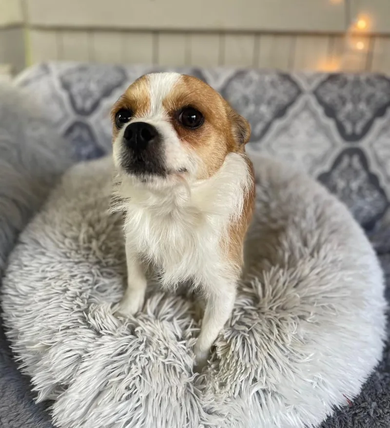 A young small-sized male Terrier dog named Rook for adoption in Fort Worth, TX