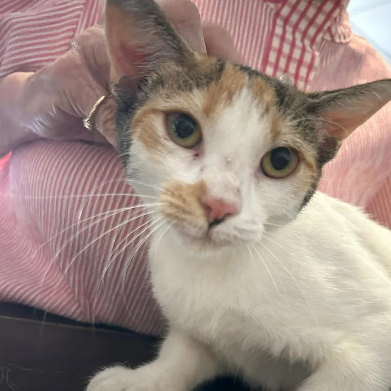 A young medium-sized female White Domestic Short Hair cat named Callie for adoption in Austin, TX