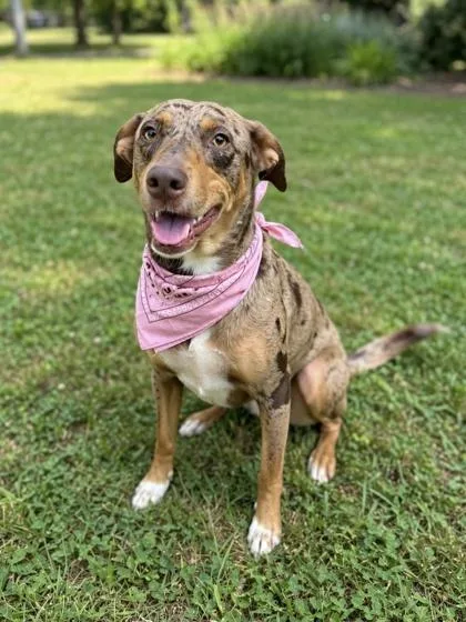 An adult medium-sized female Catahoula Leopard Dog dog named Cally for adoption in Gulfport, MS