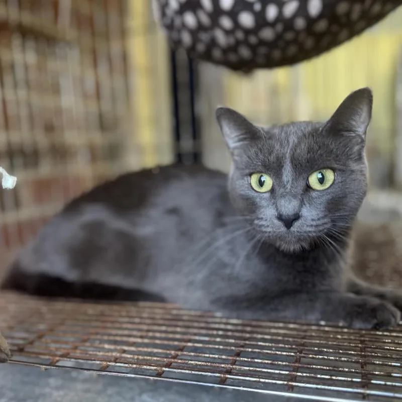 A young small-sized female Gray / Blue / Silver Domestic Short Hair cat named Missy for adoption in Goshen, IN