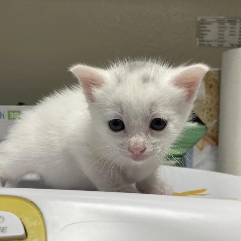 A baby small-sized male White Domestic Short Hair cat named Otis for adoption in San Antonio, TX