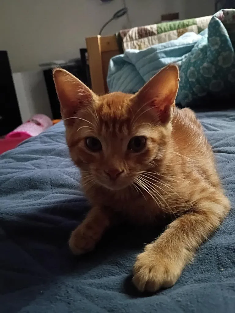 A baby small-sized female Domestic Short Hair cat named Lucy for adoption in Lewisville, TX