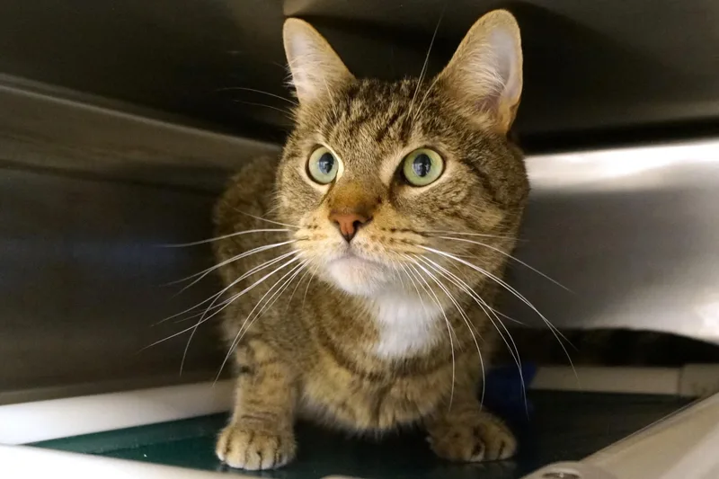 An adult medium-sized male Tabby (Brown / Chocolate) Tabby cat named Jeter for adoption in New Milford, CT