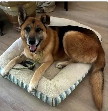 A senior large-sized male Merle (Red) German Shepherd Dog dog named Greg for adoption in Frazier Park, CA