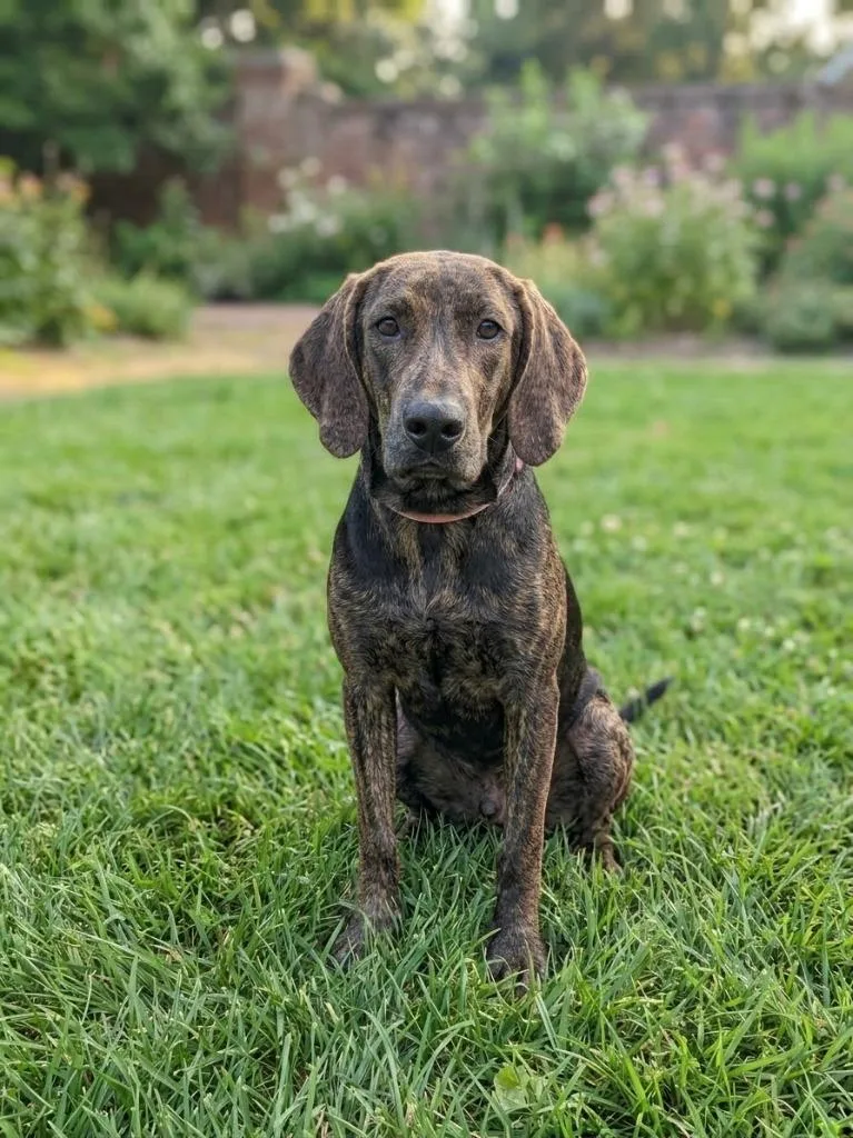 A baby medium-sized male Hound dog named Foxy for adoption in Springfield, TN
