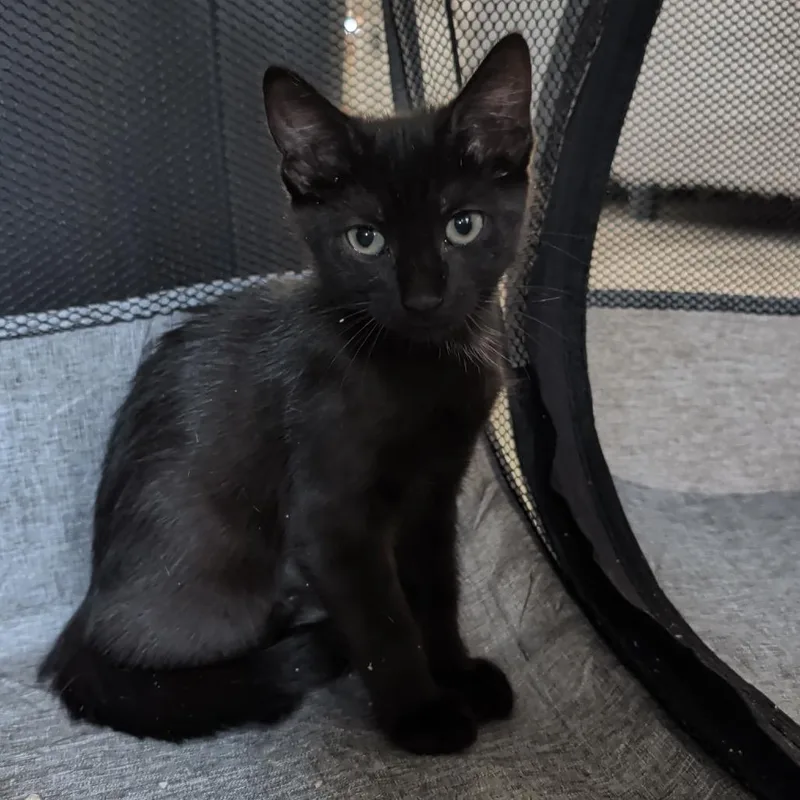 A baby small-sized female Black Domestic Short Hair cat named Pepper for adoption in North Port, FL