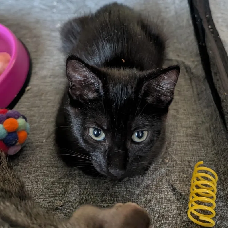 Pepper thumbnail 2