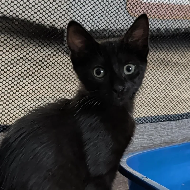 Pepper thumbnail 3