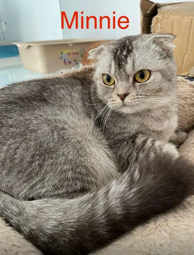 A baby large-sized female Scottish Fold cat named Minnie for adoption in San Jacinto, CA