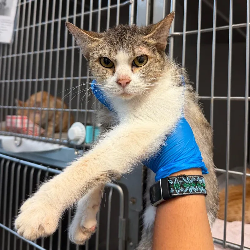 A young small-sized female Gray / Blue / Silver Domestic Short Hair cat named Cheesestick for adoption in Edinburg, TX