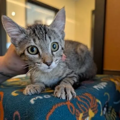 A baby small-sized female Tabby (Brown / Chocolate) Domestic Short Hair cat named Hartlee for adoption in Rochester, MN