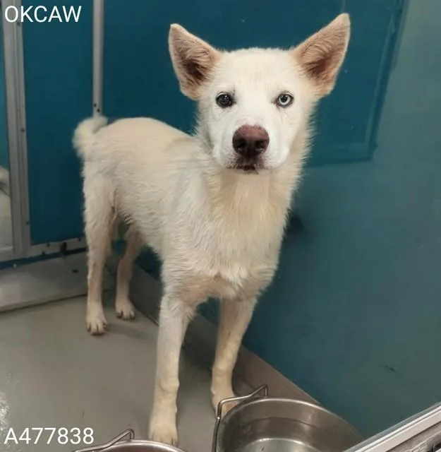 A young medium-sized male Siberian Husky dog named Igloo for adoption in Oklahoma City, OK
