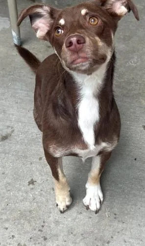 A baby small-sized female Chihuahua dog named Peaches for adoption in Jackson, LA