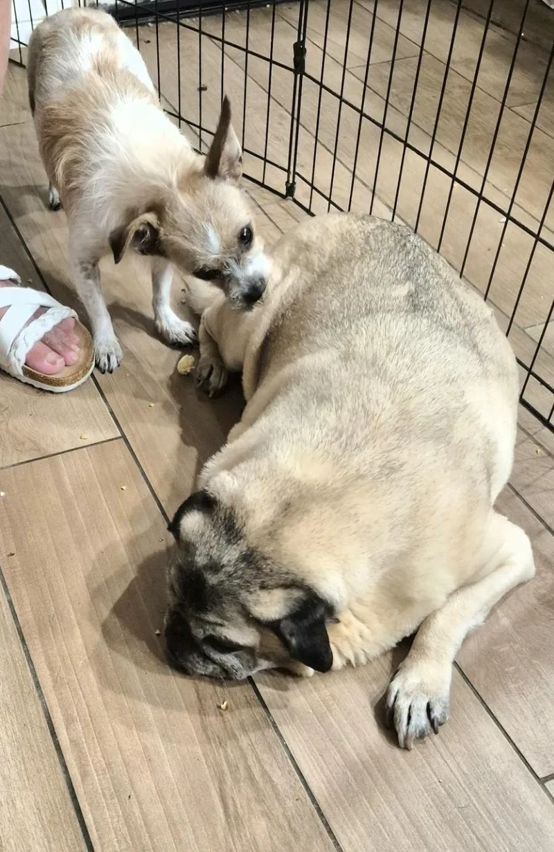 An adult small-sized male Yellow / Tan / Blond / Fawn Pug dog named Pugman Pacman for adoption in Manhattan Beach, CA
