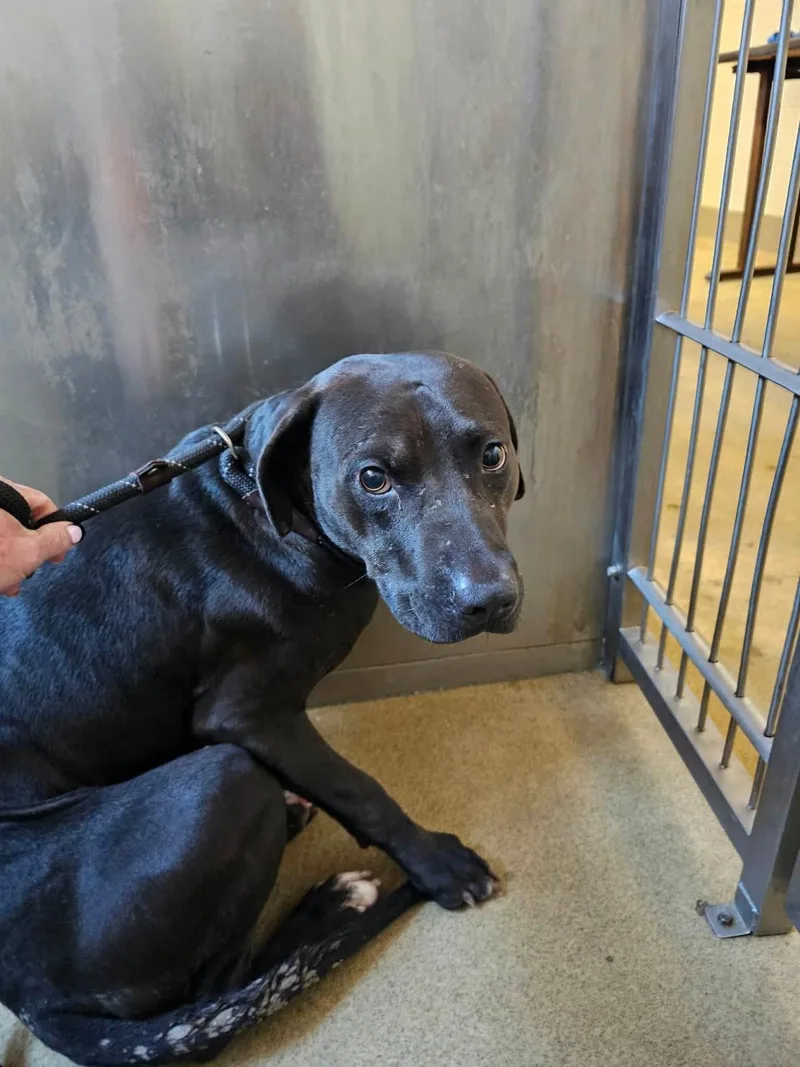 An adult medium-sized male Pit Bull Terrier dog named Found stray: Voodoo for adoption in Rockwall, TX