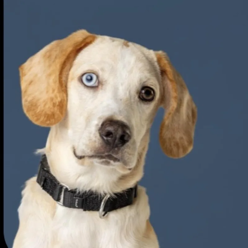 A baby medium-sized male Beagle dog named Aad Upcoming Arrival! for adoption in Armonk, NY