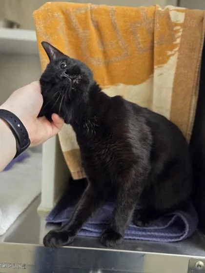 An adult medium-sized male Domestic Short Hair cat named Phil for adoption in Westland, MI