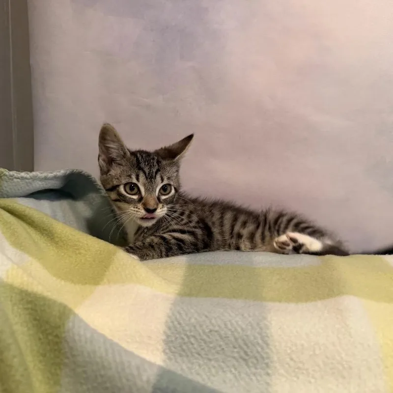 A baby small-sized female Gray / Blue / Silver Domestic Short Hair cat named Hearth for adoption in Fredericksburg, VA