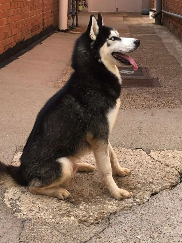 A young medium-sized male Husky dog named Cooper for adoption in Kemp, TX