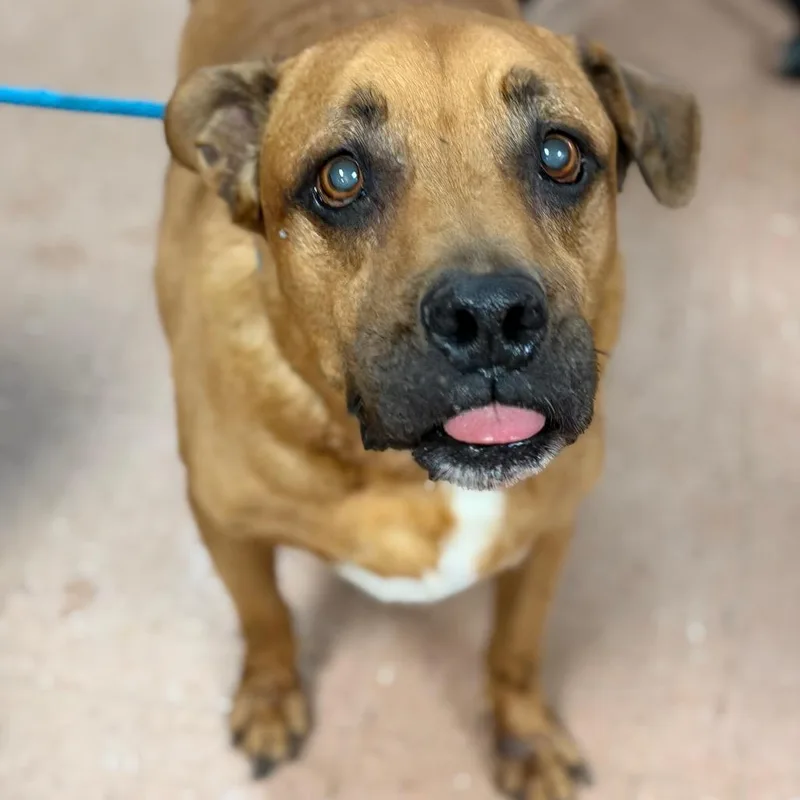 A senior large-sized male Red / Chestnut / Orange Boxer dog named Chewmongous for adoption in Fort Smith, AR