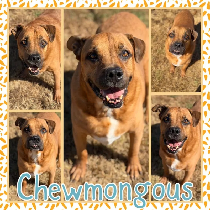 Chewmongous thumbnail 3