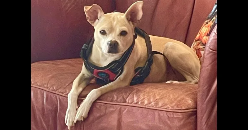 A young small-sized female Chihuahua dog named Rosie for adoption in New Braunfels, TX