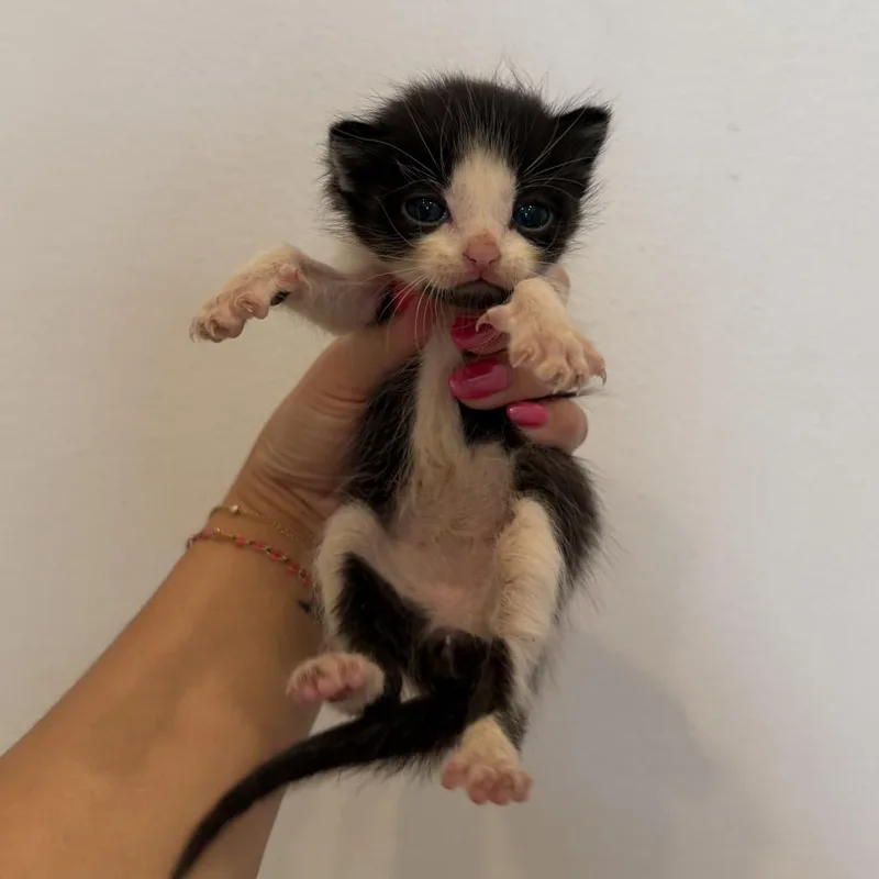 Louie thumbnail 2