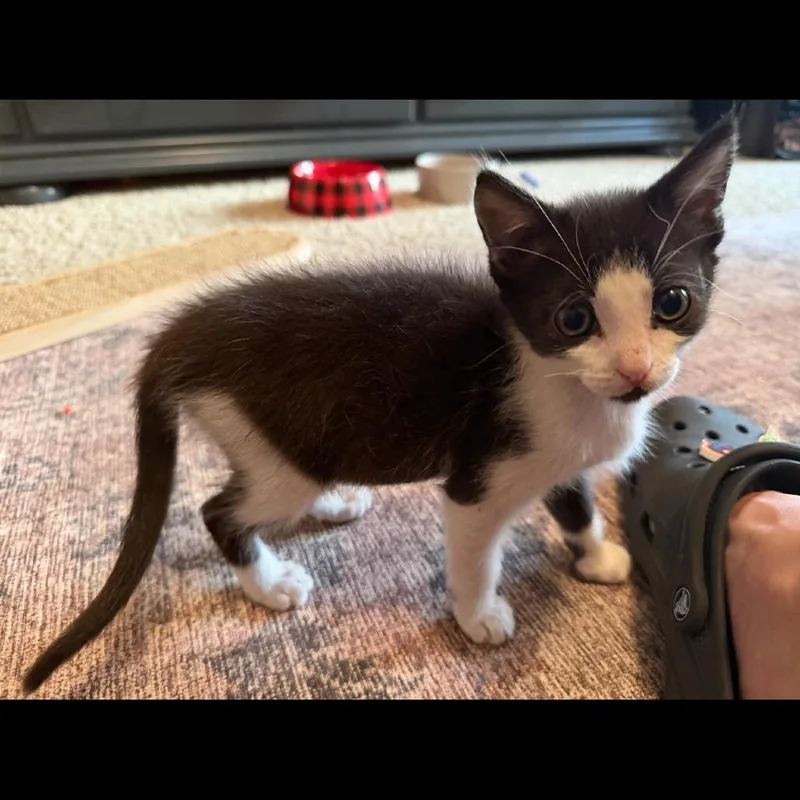 Louie thumbnail 3