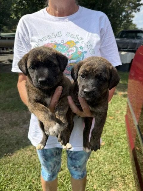A baby medium-sized female Retriever dog named Wayne County Litter for adoption in Union Beach, NJ