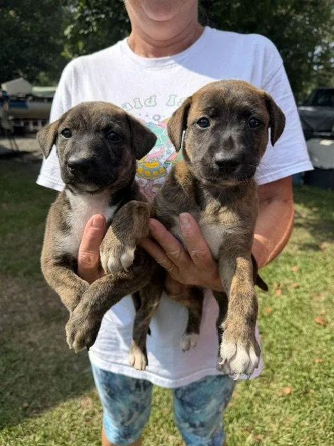 Wayne County Litter thumbnail 2