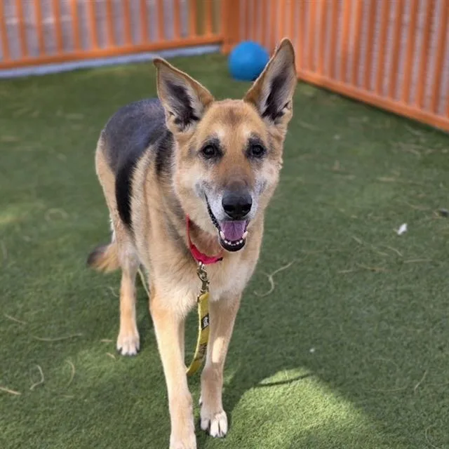 A senior large-sized female German Shepherd Dog dog named Maggie for adoption in Las Vegas, NV