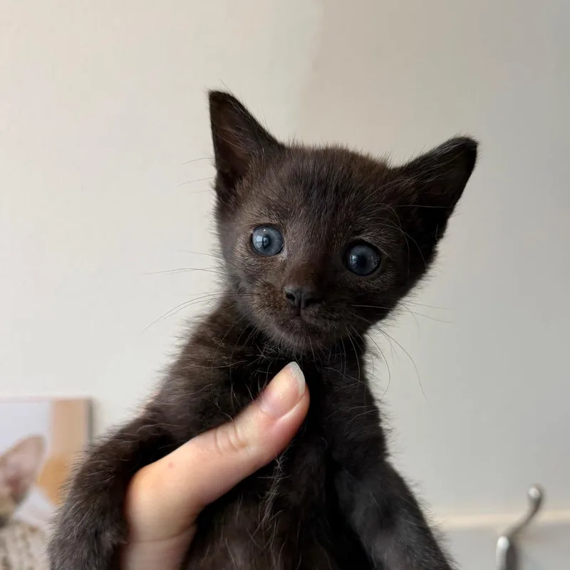 A baby small-sized male Domestic Short Hair cat named Enchanted Forest for adoption in Austin, TX