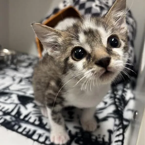 Mr. Whibbles thumbnail 3