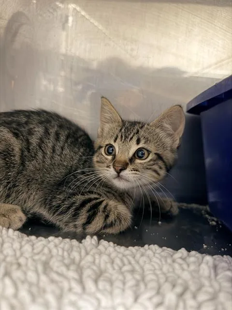 A baby small-sized female Domestic Short Hair cat named Maple for adoption in Santa Cruz, CA