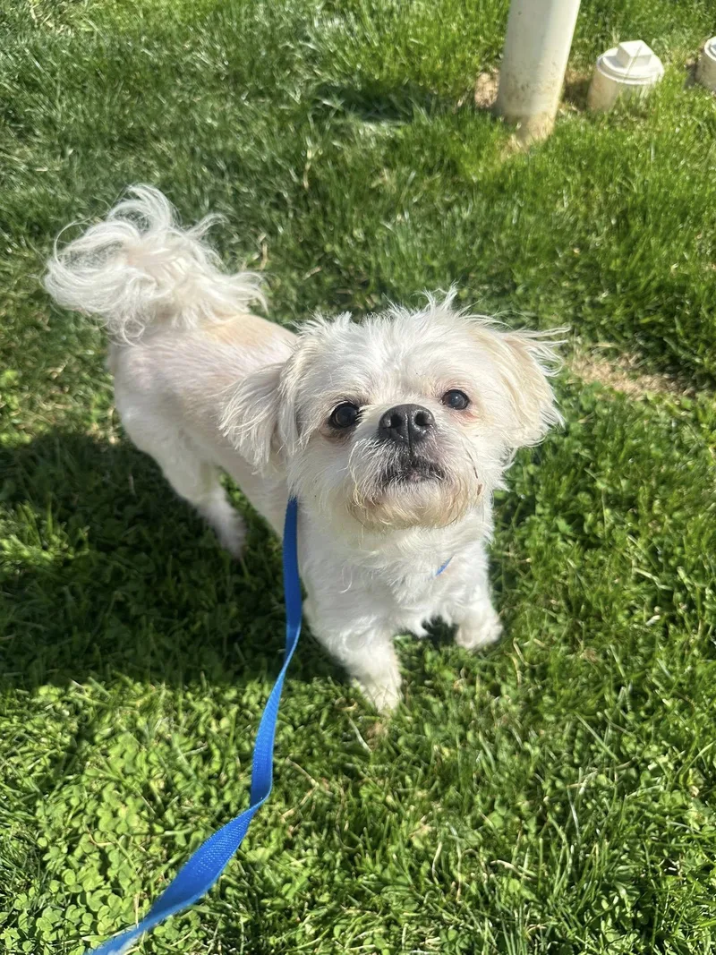 An adult small-sized male White / Cream Shih Tzu dog named Monty for adoption in Myerstown, PA