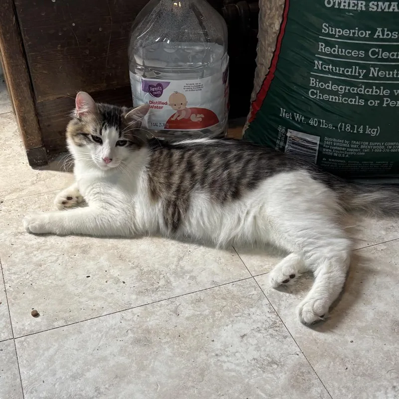 A baby small-sized male Brown / Chocolate Domestic Medium Hair cat named Bink for adoption in Escondido, CA