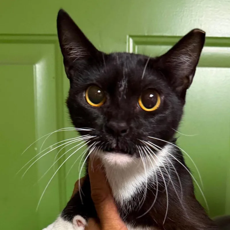 An adult small-sized female Domestic Short Hair cat named Jinx for adoption in Washington, DC