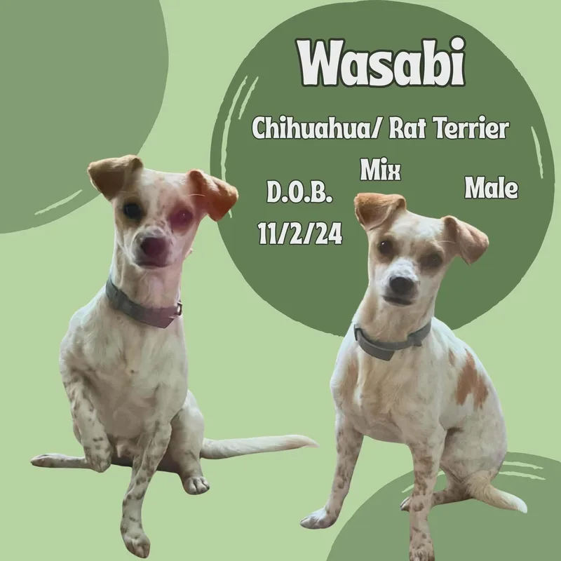 An adult small-sized male White / Cream Rat Terrier dog named Wasabi for adoption in Caldwell, TX